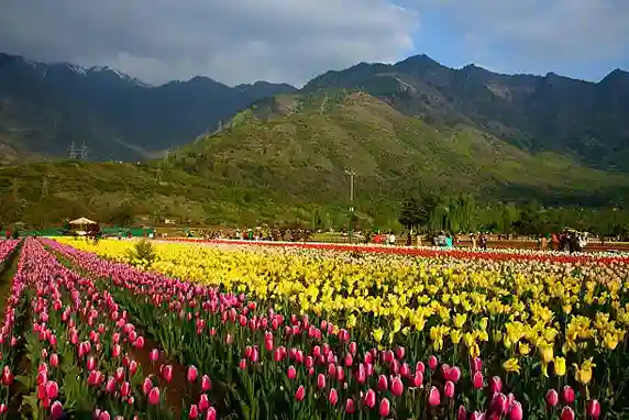 Tulip Garden